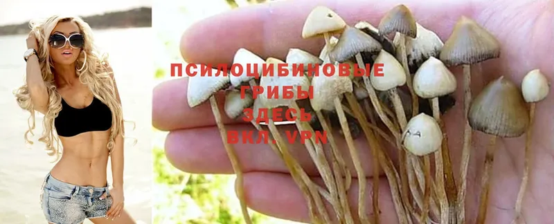 Псилоцибиновые грибы Psilocybe  Нурлат 